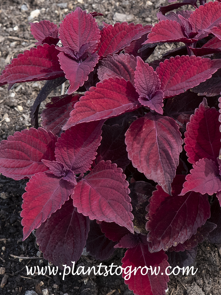 Beale Street Coleus (Solenostemon Main Street series) 
Very nice red foliage color on bushy plants.
